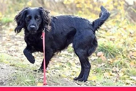 12kg,spaniel mix,łagodna,wesoła,bardzo towarzyska 