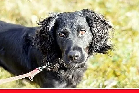 12kg,spaniel mix,łagodna,wesoła,bardzo towarzyska 