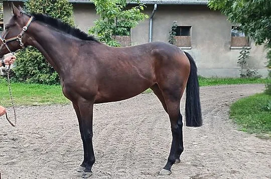 klacz XX, , Lwówek