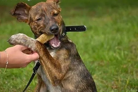Wspaniała 5mies. TIGRA do pokochania od zaraz! ,  