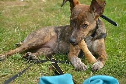 Wspaniała 5mies. TIGRA do pokochania od zaraz! ,  