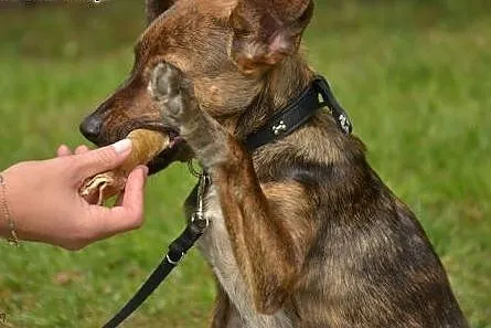 Wspaniała 5mies. TIGRA do pokochania od zaraz! ,  