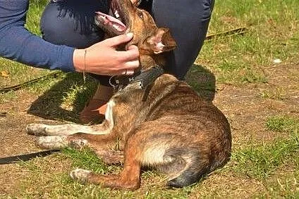Wspaniała 5mies. TIGRA do pokochania od zaraz! ,  