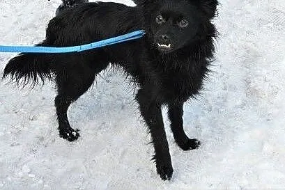 Przeuroczy Negro czeka na Ciebie,  śląskie Sosnowi