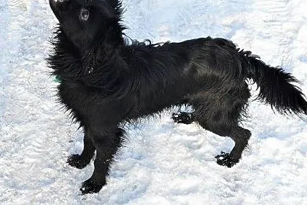 Przeuroczy Negro czeka na Ciebie,  śląskie Sosnowi