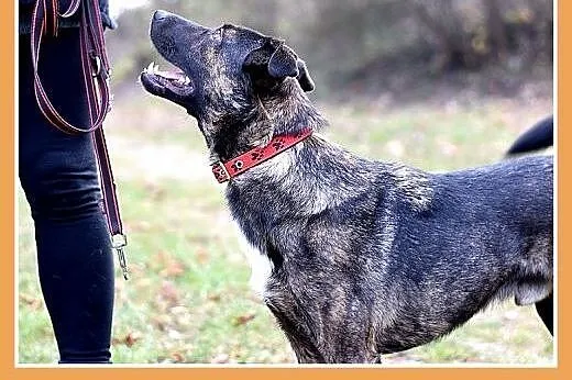 Traci dom,groźba schroniska,łagodny,wesoły pies FR