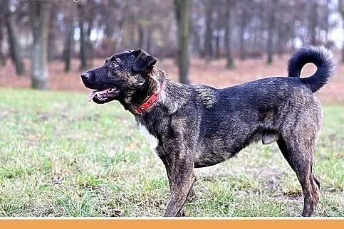 Traci dom,groźba schroniska,łagodny,wesoły pies FR