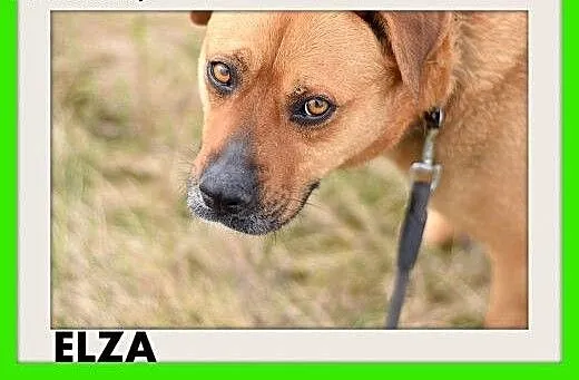 ELZA,średnia,łagodna,wesoła,towarzyska suczka.ADOP