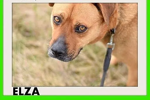 ELZA,średnia,łagodna,wesoła,towarzyska suczka.ADOP
