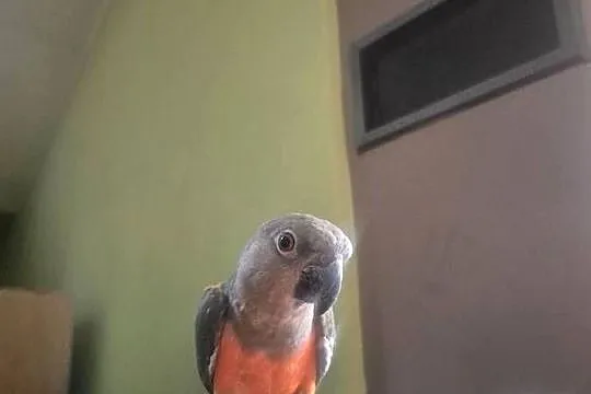 Papuga senegalka