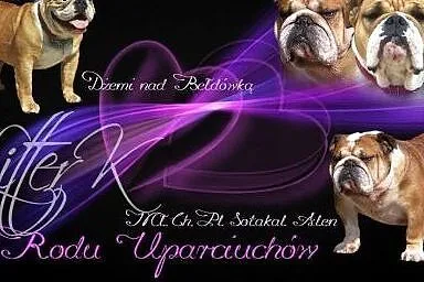 Z RODU UPARCIUCHOW - sunia FCI,  Buldog cała Polska