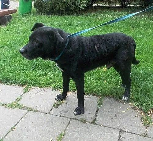 Czarny w typie labradora tęskni za domem