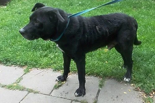 Czarny w typie labradora tęskni za domem
