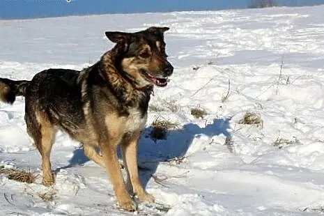 AZUNIA kochana, łagodna, pojętna sunia prawie owcz