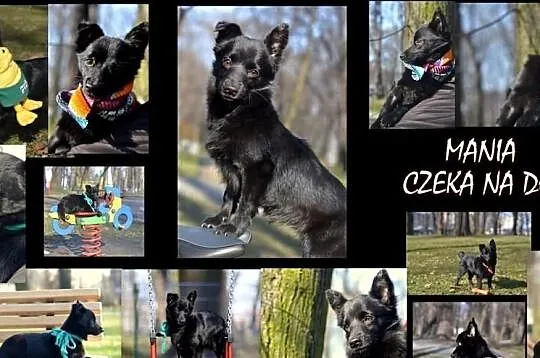 Pokochaj i przygarnij Manię