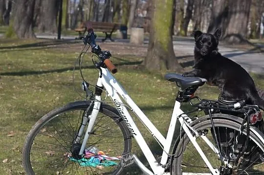 Pokochaj i przygarnij Manię