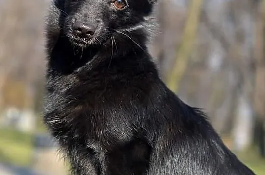 Pokochaj i przygarnij Manię