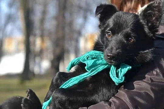 Pokochaj i przygarnij Manię
