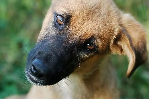 MATYLDA – około 5-cio miesięczna sunia s