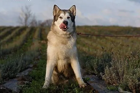 Shaste, przyjazny, kochający człowieka, dostojny M