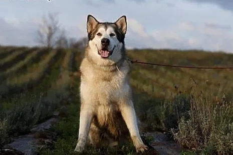 Shaste, przyjazny, kochający człowieka, dostojny M