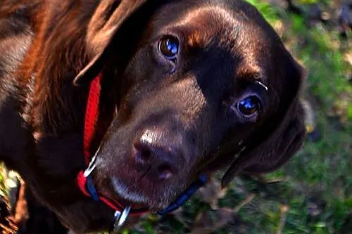 Labradorka Bisia szuka spokojnego domu