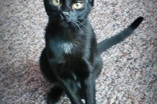 Miziasta 6-miesięczna kicia do adopcji,  śląskie R