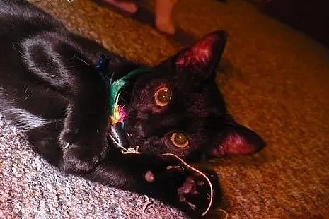 Miziasta 6-miesięczna kicia do adopcji,  śląskie R