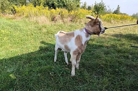 Koziolek