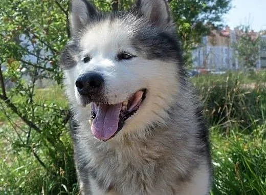 LEXUS - przystjniak w typie alaskan malamute szuka