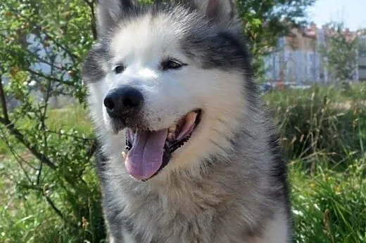 LEXUS - przystjniak w typie alaskan malamute szuka