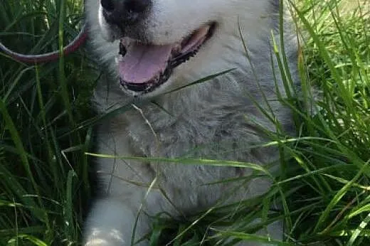 LEXUS - przystjniak w typie alaskan malamute szuka