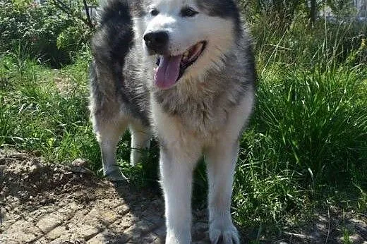 LEXUS - przystjniak w typie alaskan malamute szuka