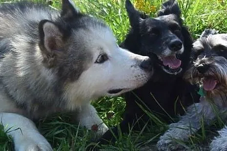 LEXUS - przystjniak w typie alaskan malamute szuka