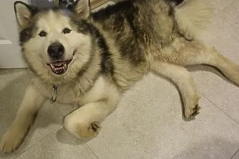 LEXUS - przystjniak w typie alaskan malamute szuka