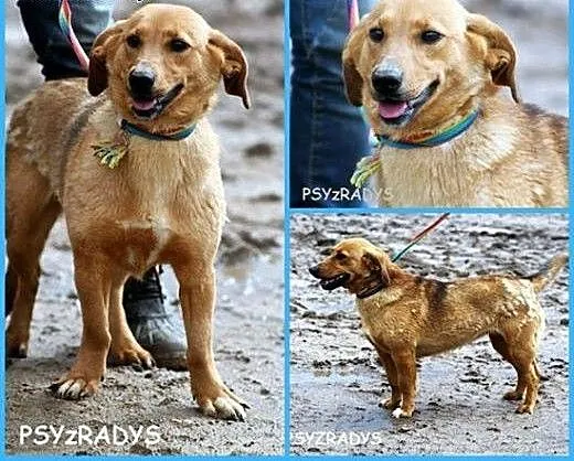 Daisy troche jak wyrośnięty jamnik, mazowieckie W