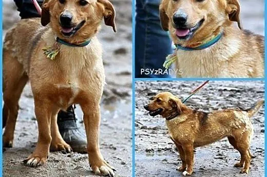 Daisy troche jak wyrośnięty jamnik,  mazowieckie W