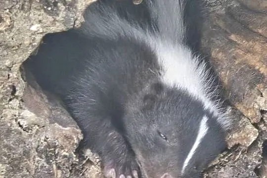 Skunks samiczka