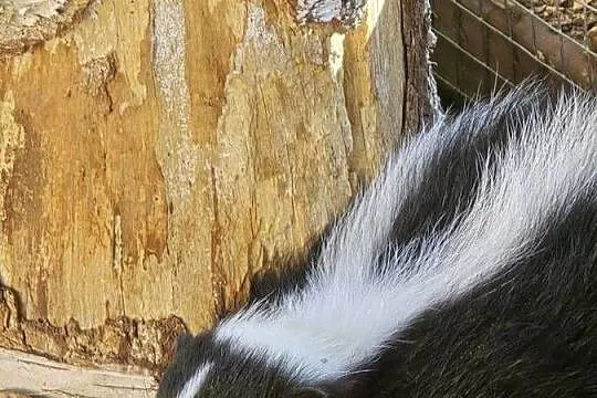 Skunks samiczka, Śląskie, Stara Wieś