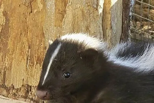 Skunks samiczka, Śląskie, Stara Wieś