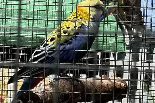 Rozella bladogłowa para, Małopolskie, Myślenice