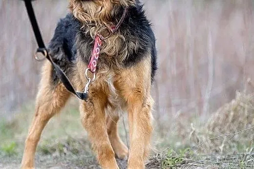 Krawat - uroczy pies szuka domu!,  mazowieckie War