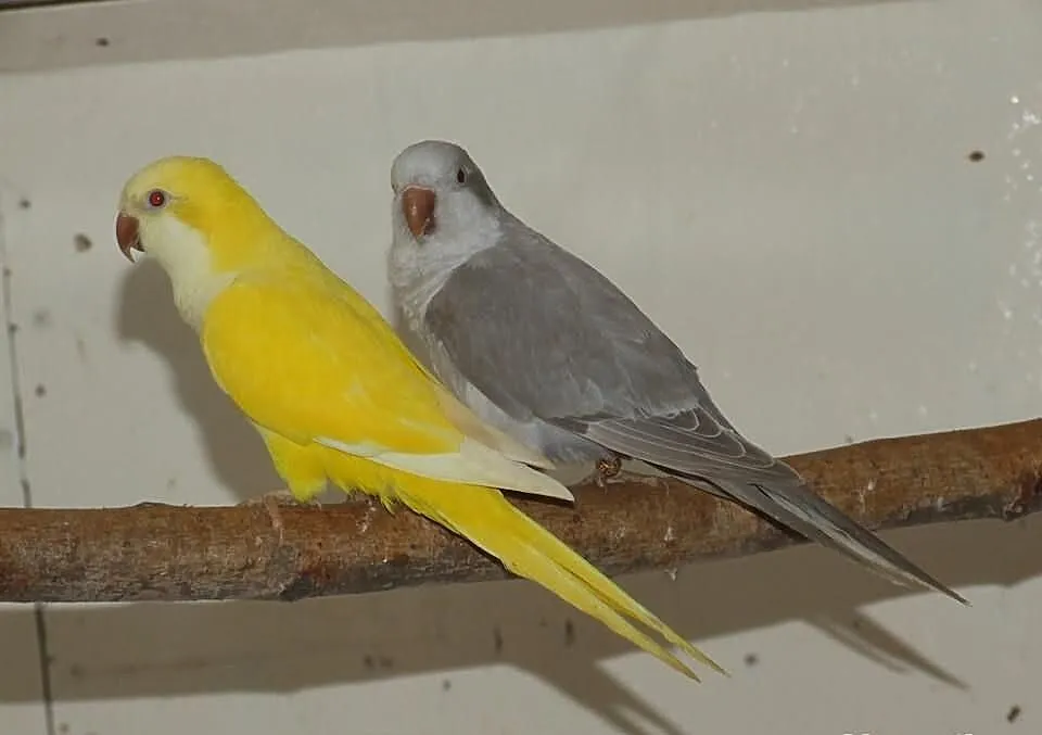 Mnichy nizinne lutino, albino, mauve, kobalt palli