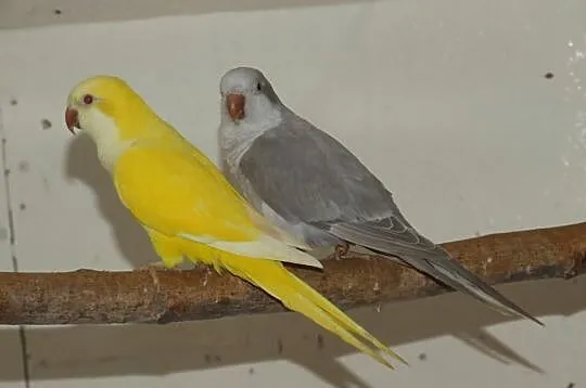Mnichy nizinne lutino, albino, mauve, kobalt palli