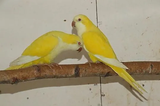 Mnichy nizinne lutino, albino, mauve, kobalt palli