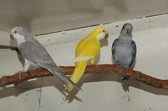 Mnichy nizinne lutino, albino, mauve, kobalt palli