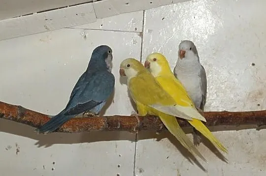 Mnichy nizinne lutino, albino, mauve, kobalt palli