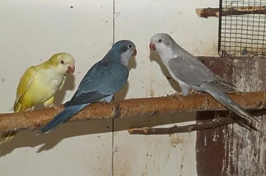 Mnichy nizinne lutino, albino, mauve, kobalt palli
