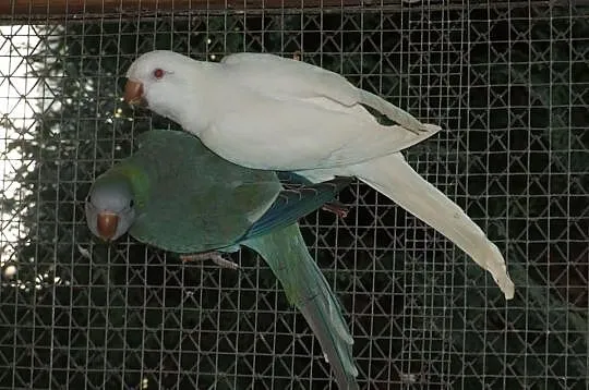 Mnichy nizinne lutino, albino, mauve, kobalt palli