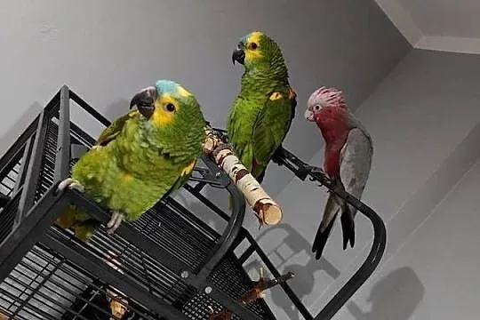 Papugi  Oswojone